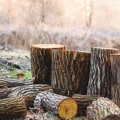 Professional Tree Removal Price In Portland: A Worthwhile Expense For Landscape Architects' Designs