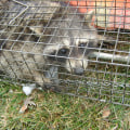 The Role Of A Wildlife Removal Company In Preserving Your Landscape Architect's Work in Murfreesboro, TN
