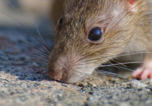 From Landscape Architect Designs To Rats Extermination: Keeping Las Vegas, NV Homes Pest-Free