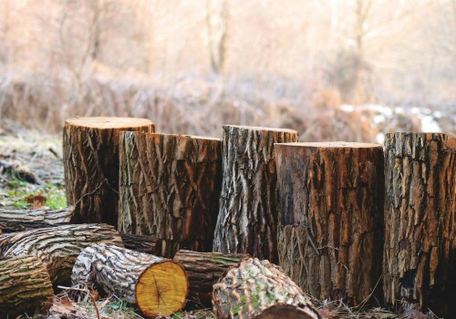 Professional Tree Removal Price In Portland: A Worthwhile Expense For Landscape Architects' Designs