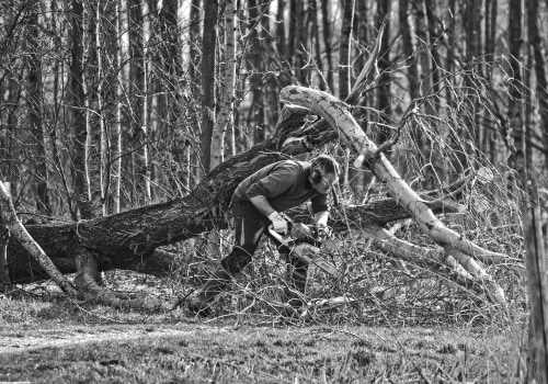 Expert Tree Trimming for Virginia Beach Landscapes