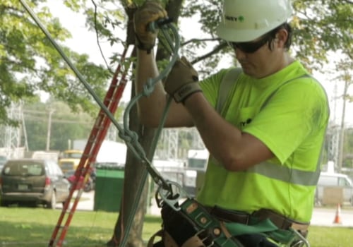 How Tree Services Help Landscape Architects In Petal Mississippi